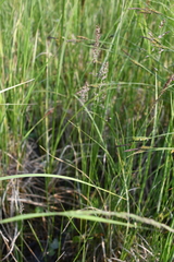 Calamagrostis stricta