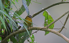 Kleinothraupis atropileus