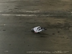 Columba livia