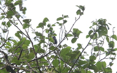 Conirostrum albifrons