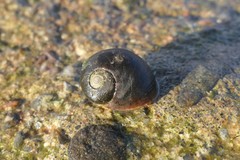 Littorina obtusata