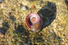 Littorina obtusata