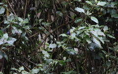 Conirostrum albifrons