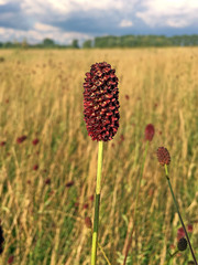 Sanguisorba officinalis