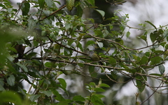 Conirostrum albifrons