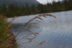 Calamagrostis purpurea
