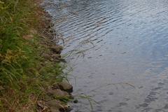 Calamagrostis purpurea