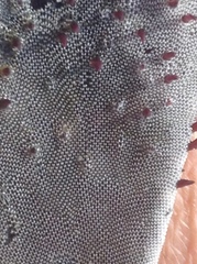 Jellyella tuberculata