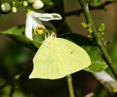 Phoebis neocypris neocypris