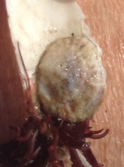 Crepipatella lingulata