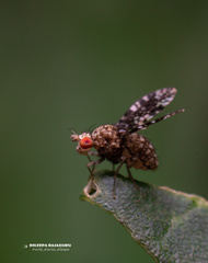 Homoneura trypetoptera