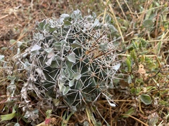 Coryphantha georgii