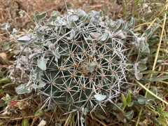 Coryphantha georgii