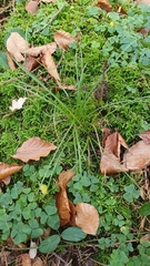 Carex pilulifera