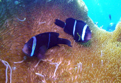 Amphiprion tricinctus