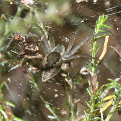 Euprosthenops
