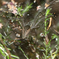 Euprosthenops