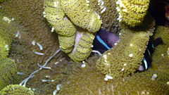 Amphiprion tricinctus