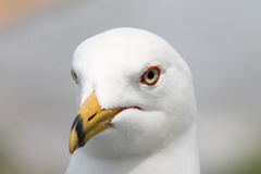 Larus delawarensis