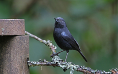 Diglossa lafresnayii