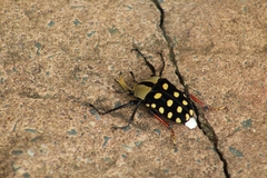 Mecynorhina passerinii