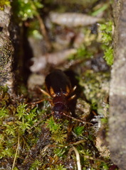 Cymindis axillaris