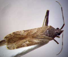 Phytocoris incanus