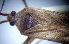 Phytocoris incanus