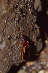 Cymindis axillaris