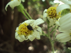 Misumenops callinurus