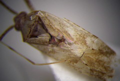 Phytocoris incanus