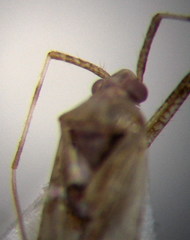 Phytocoris incanus