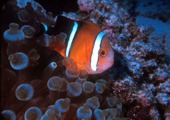 Amphiprion tricinctus
