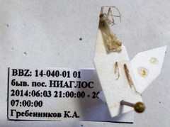 Phytocoris incanus