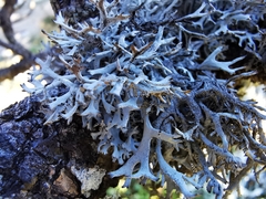 Pseudevernia consocians