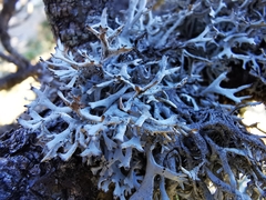 Pseudevernia consocians