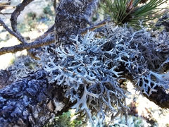 Pseudevernia consocians