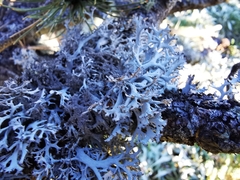 Pseudevernia consocians