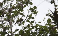 Cnemoscopus rubrirostris