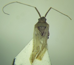 Phytocoris rjabovi