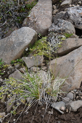 Deschampsia cespitosa glauca