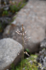 Deschampsia cespitosa glauca