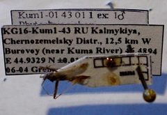 Phytocoris rjabovi