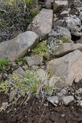 Deschampsia cespitosa glauca