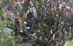 Anisognathus lacrymosus