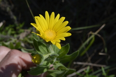 Heterotheca camporum