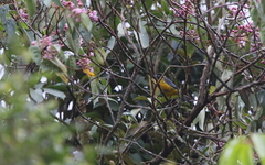 Anisognathus lacrymosus