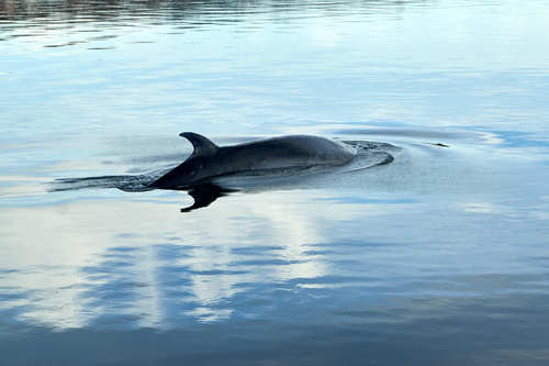 Sei Whale, Denmark, photo 9 of 10