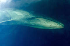 Sei Whale photo 1