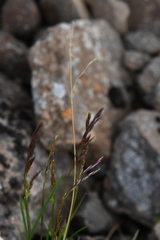 Deschampsia cespitosa glauca